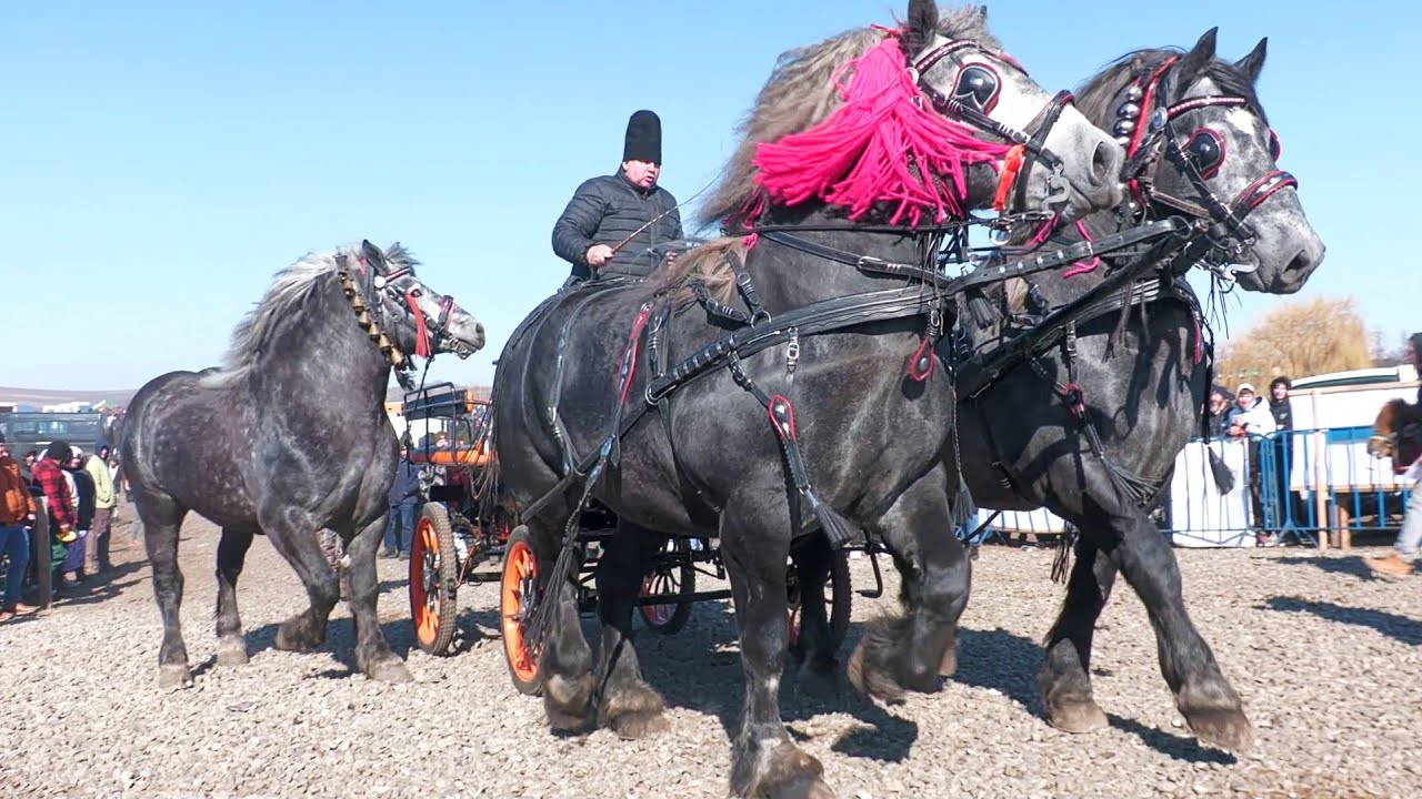 Parada cailor Trei Movile - Bucovina 23 Februarie 2025