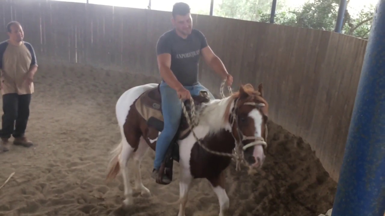 ADDESTRAMENTO CAVALLO, WORKING HORSE by Tonino De Luna