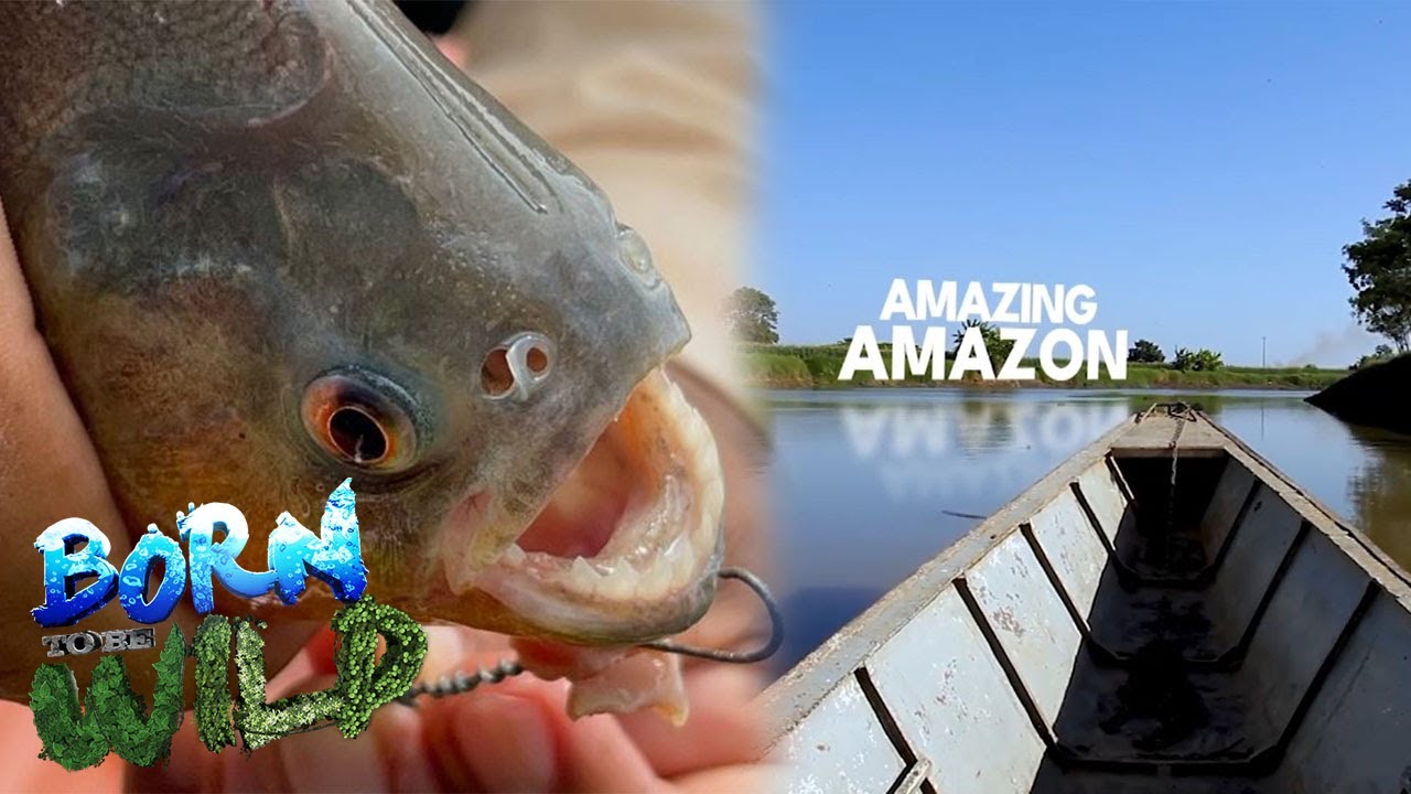 The beauty within the Amazon Rainforest | Born to be Wild