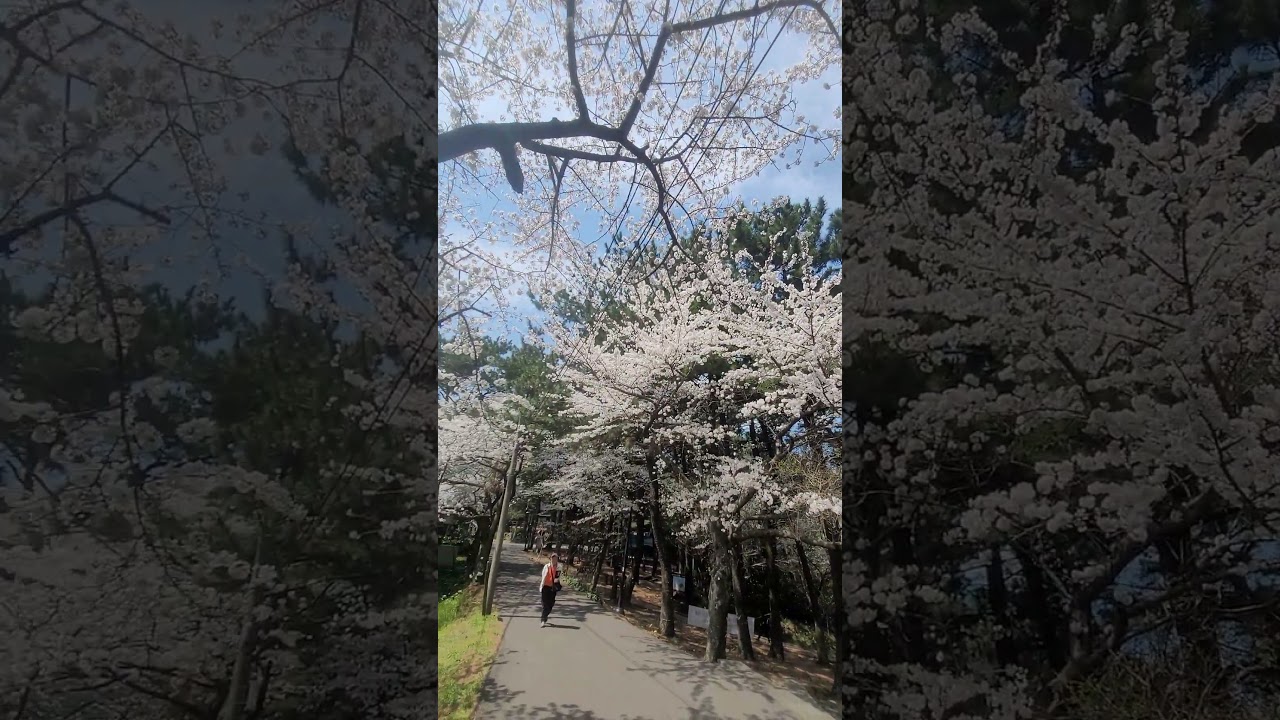 #youtubeshorts #Viral #trending #southkorea #short #cherrybloom