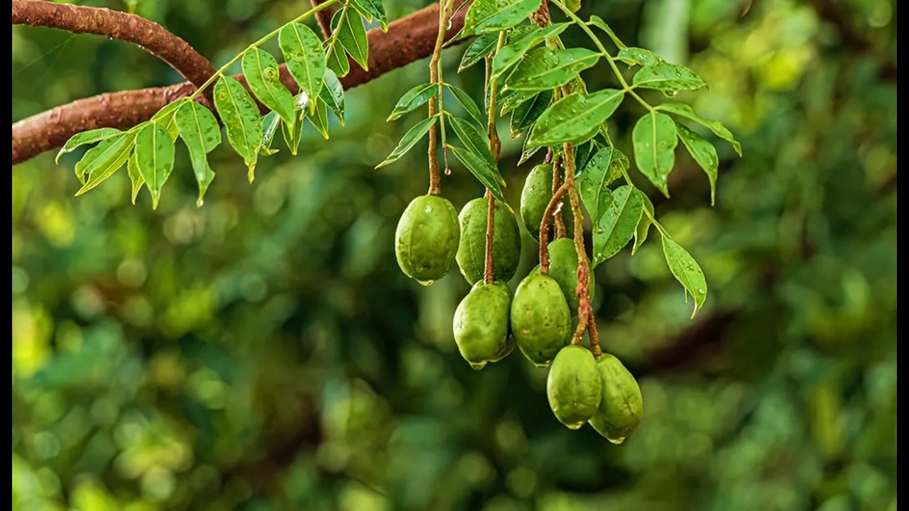 20 FRUTAS EXOTICAS de VENEZUELA que quizás no CONOCES
