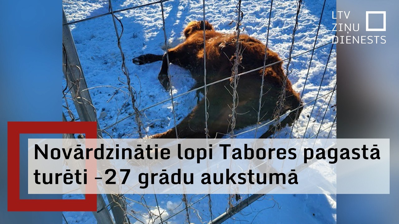 PVD saimniecībā Tabores pagastā izņem 95 liellopus; saimnieks vēršas policijā