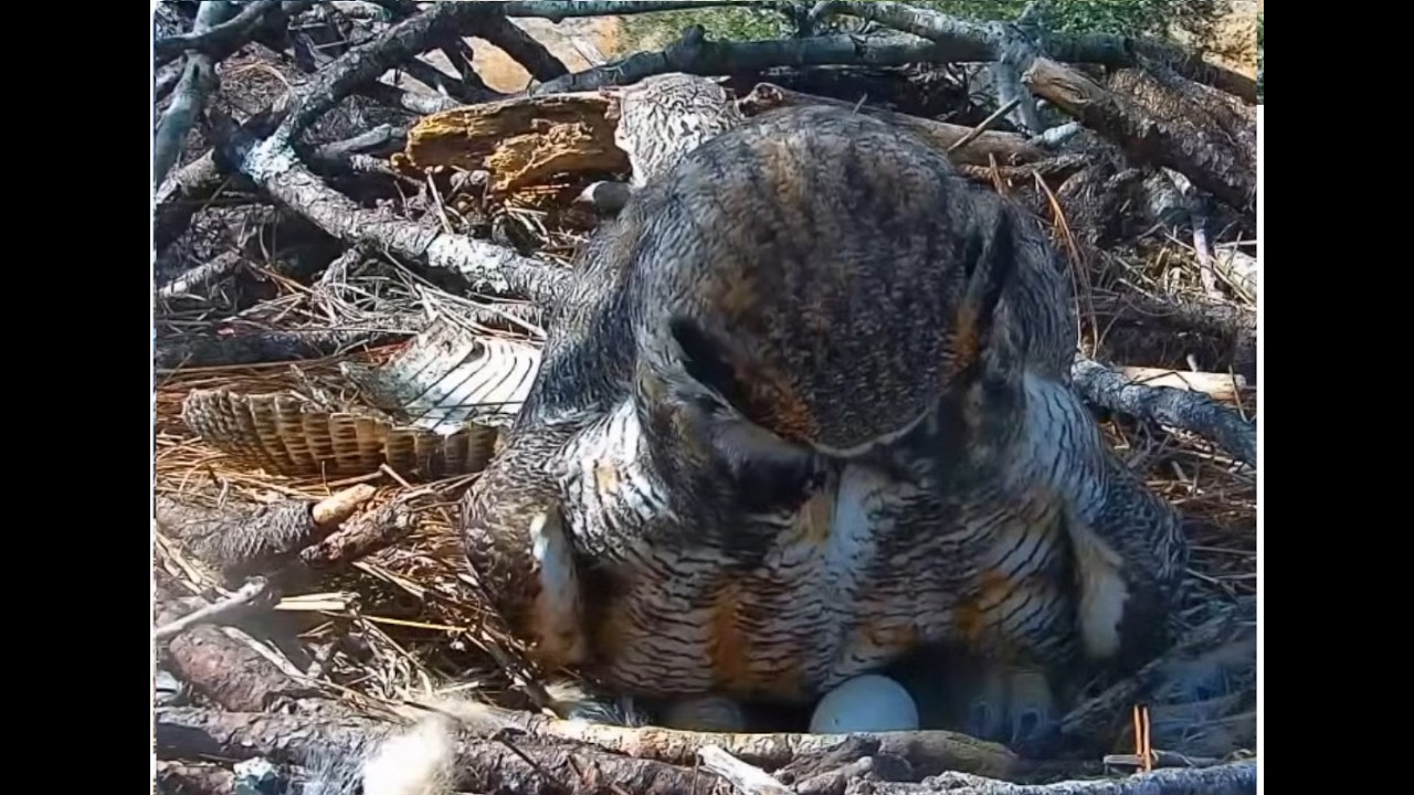 Willow and Gus, February 14th 2026 Eagle Country Eagle Country Nest Cam 2025