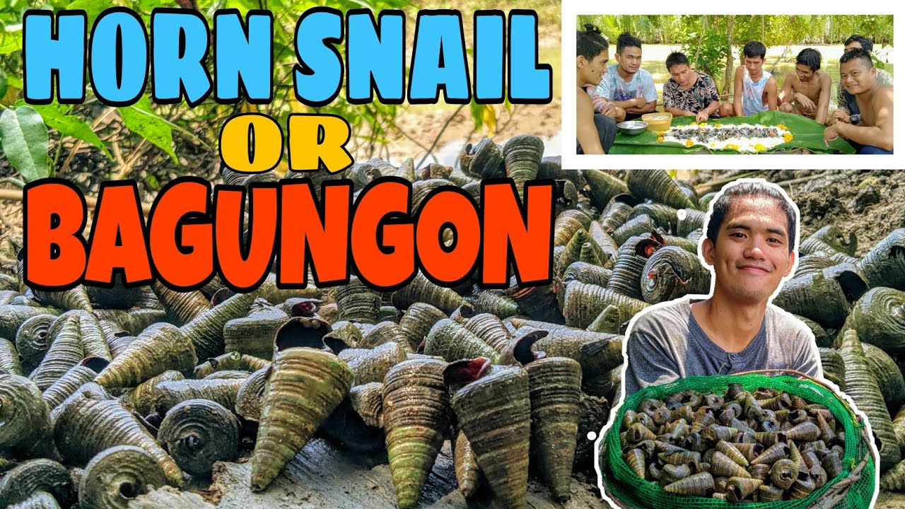 FIND AND COOK HORN SNAIL SHELL | MAGHANAP AT MAGLUTO NG BAGUNGON/SUSO
