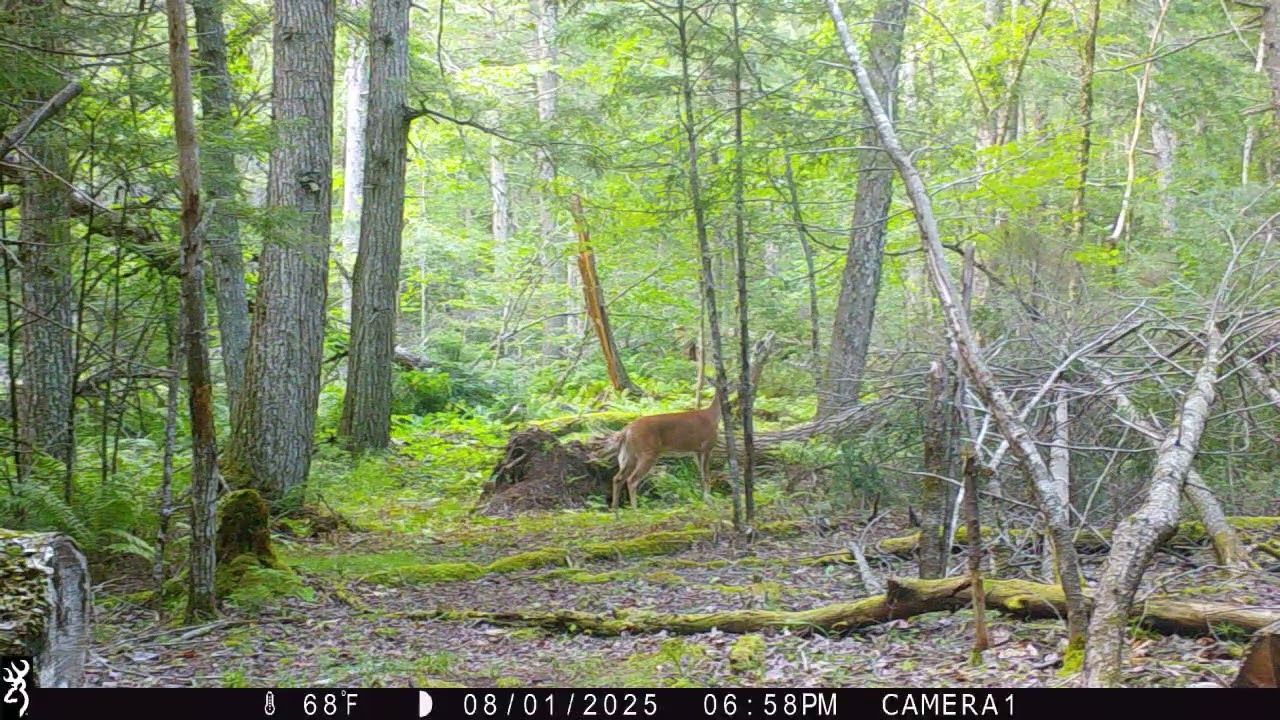AUGUST 2025 GAME CAMERAS