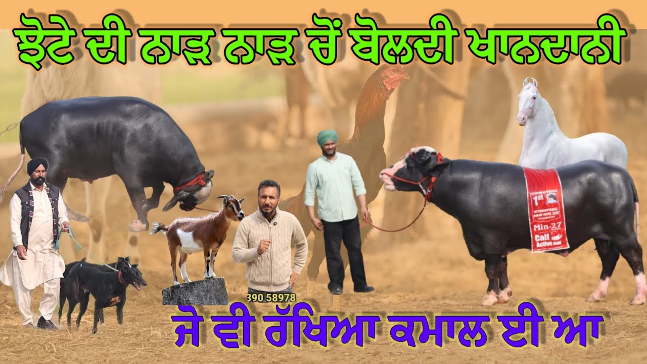 ਝੋਟੇ ਦੀ ਨਾੜ ਨਾੜ ਚੋਂ ਖਾਨਦਾਨੀ ਬੋਲਦੀ ਆ,, ਘਰ ਦੇ ਕੋਨੇ ਕੋਨੇ ਚੋਂ ਸ਼ੌਂਕ ਬੋਲਦੇ ਆ 