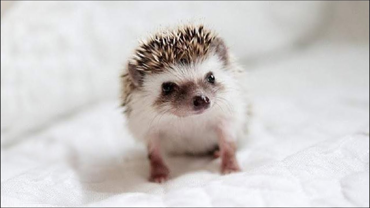 Qué Pasa con los Erizos | Mini documental