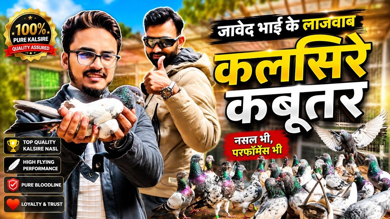 Beautiful Pigeons - Mr. Javed Khan | New Delhi - The Home Sanctuary 