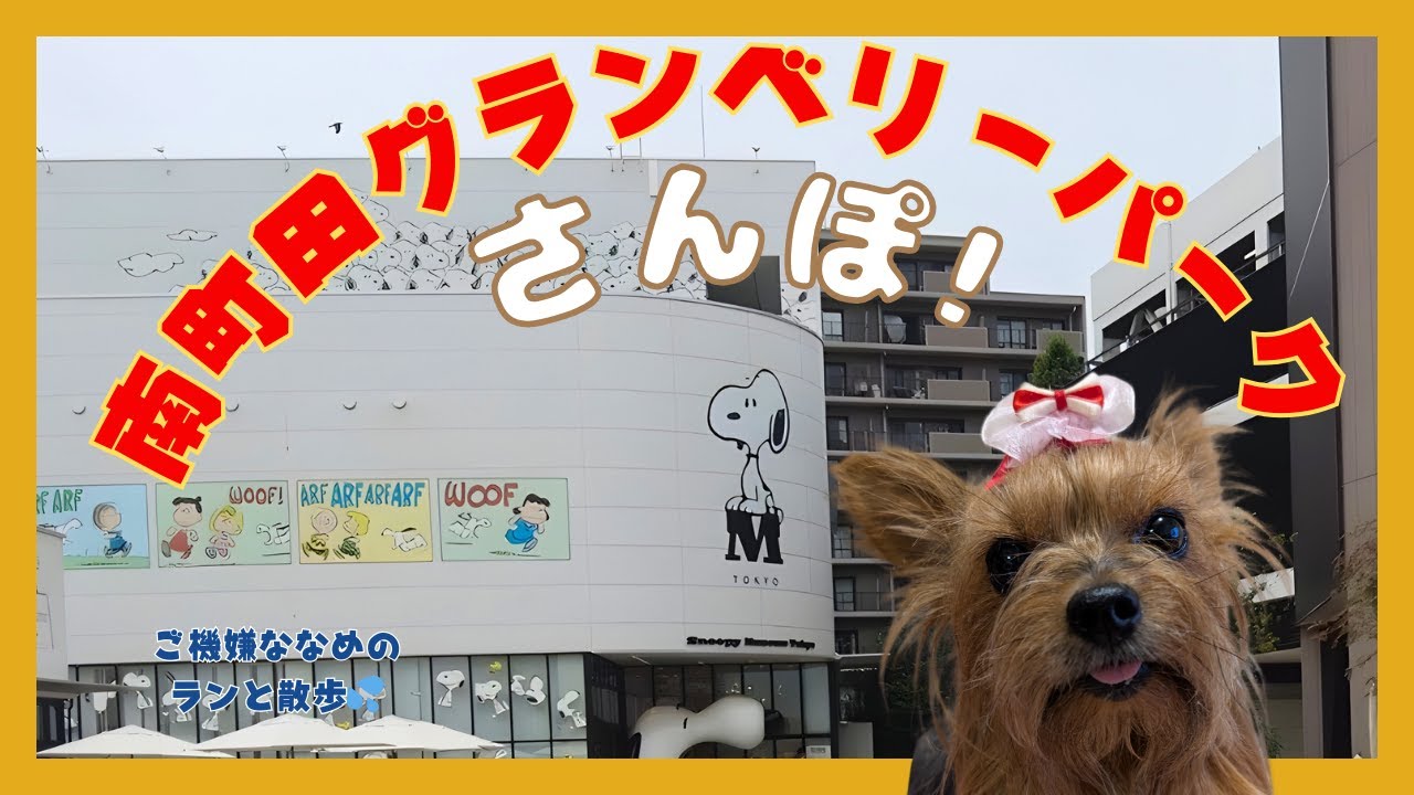 ヨーキーLanと南町田グランベリーパーク散歩🐾ご機嫌ナナメ→スヌーピーミュージアムで可愛い写真撮影📸✨→特訓