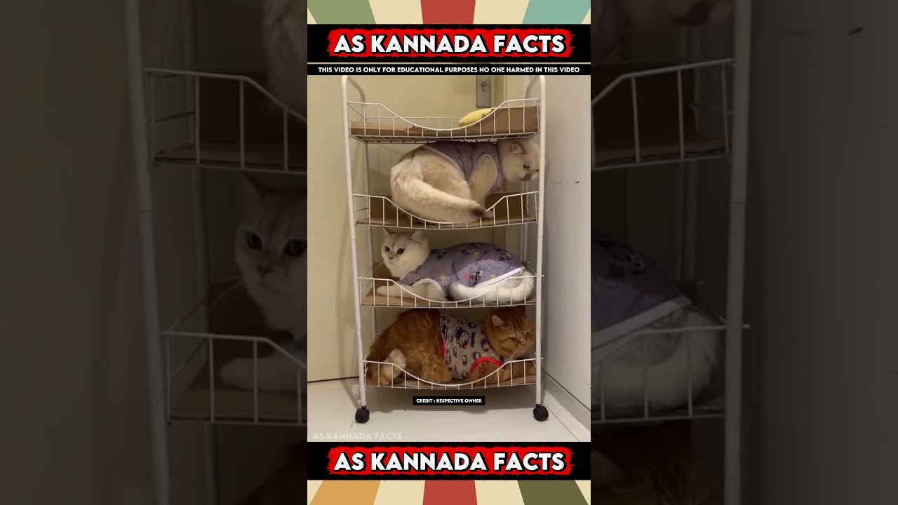 Beautiful Cat House Fact Video | 