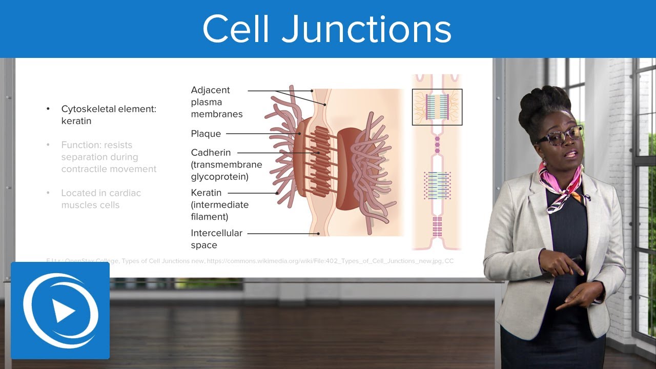 Cell Junctions &ndash; Physiology | Lecturio Nursing