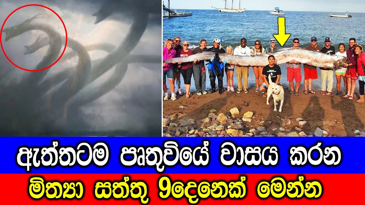 පෘතුවියේ ඇත්තටම වාසය කරන මිත්‍යා සත්තු 9 දෙනෙක්. |9 Mythical Creatures That Turned Out To Be REAL!