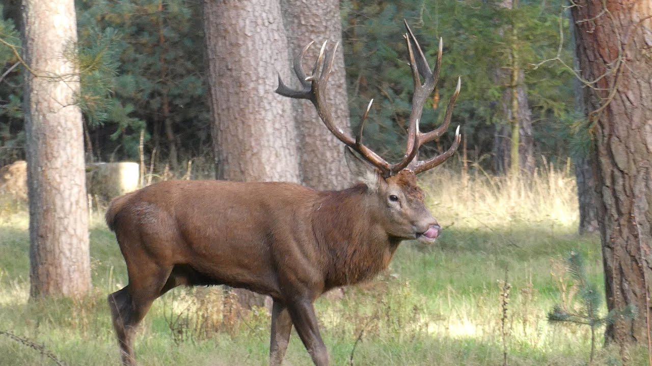 Bronst Edelherten, Rutting season of red deer, burlen, Nationaal Park Hoge Veluwe