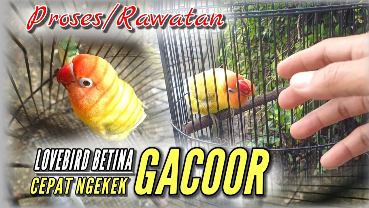 Cara Cepat Proses Penggacoran ‼️ LOVEBIRD BETINA