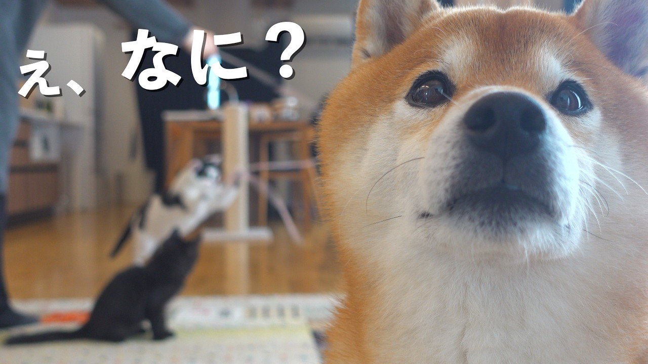 柴犬は気づきました…猫の異変に