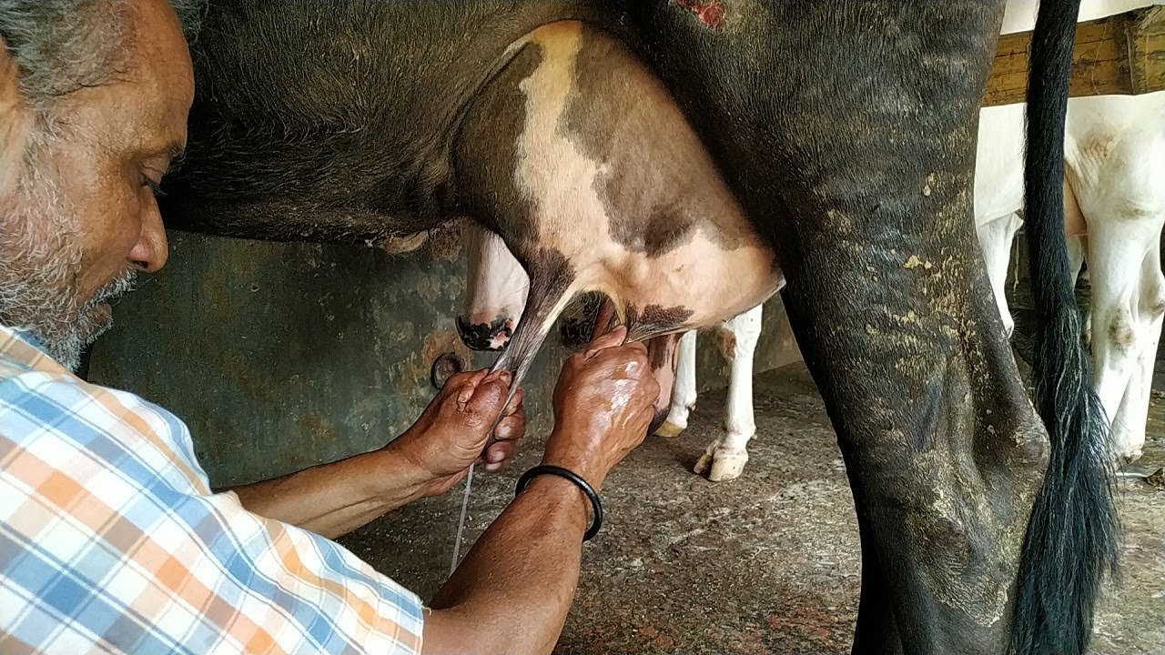 Milking two big cows by hand | Called milking dairy cow
