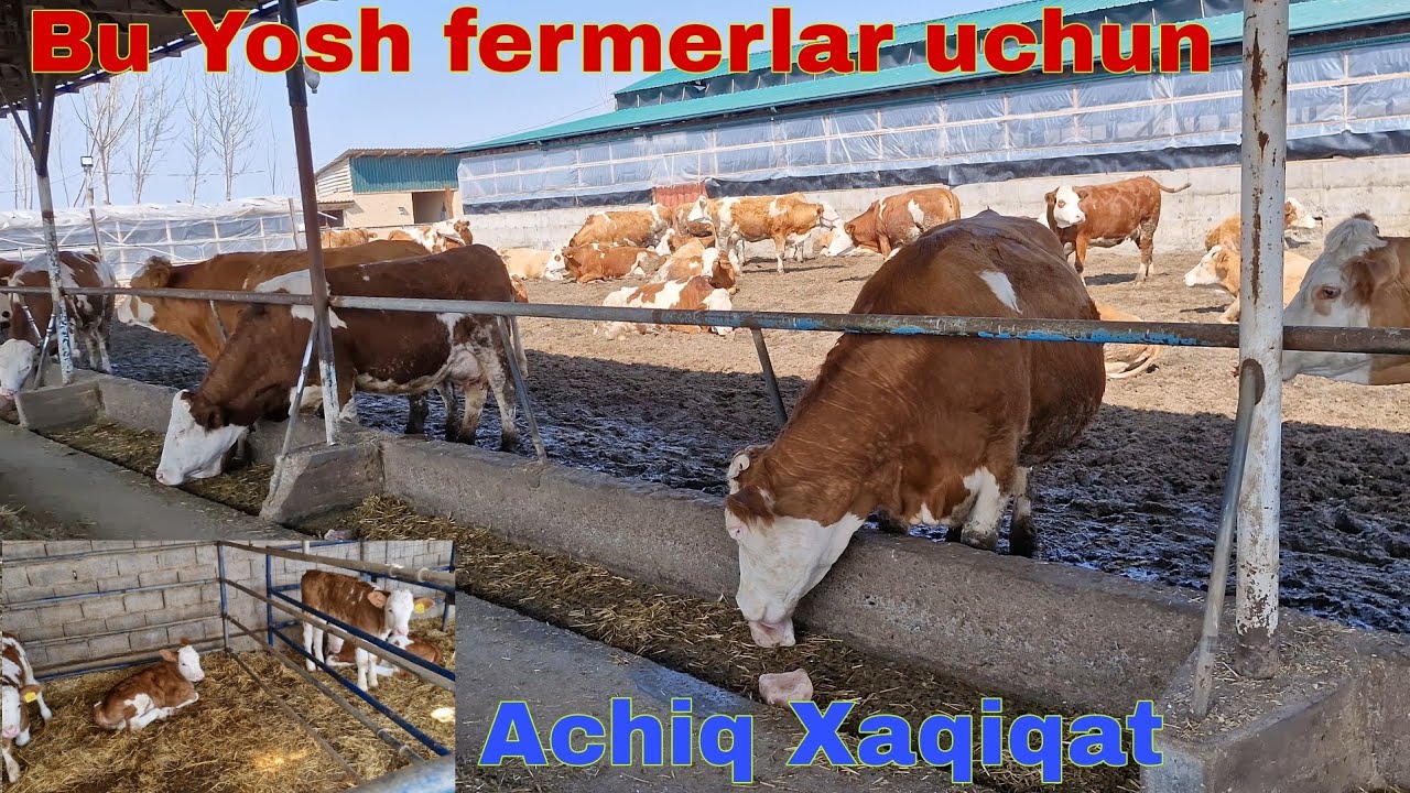 200 Bosh Simmental sigirlar Boqishda Nima Xato va Kamchliklar 🥩Gosht Va 🍶Sut Nima Uchun Qimat