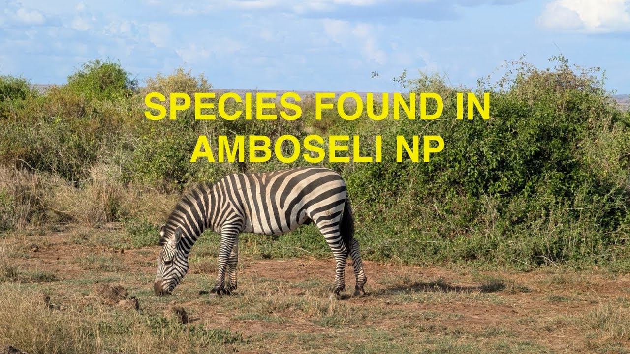 24 Species found in Amboseli NP ( 12/14&15/2026) 