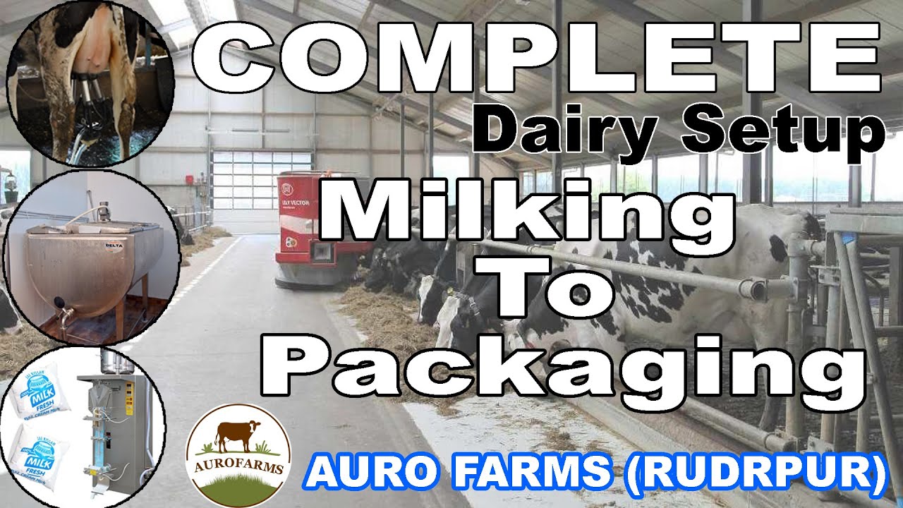 Dairy Farm Milking Parlour with Milk Processing Plant Pouch Packing khoa making Automatic System RTS