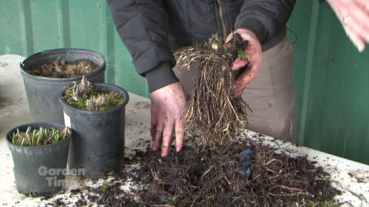 Dividing Hostas