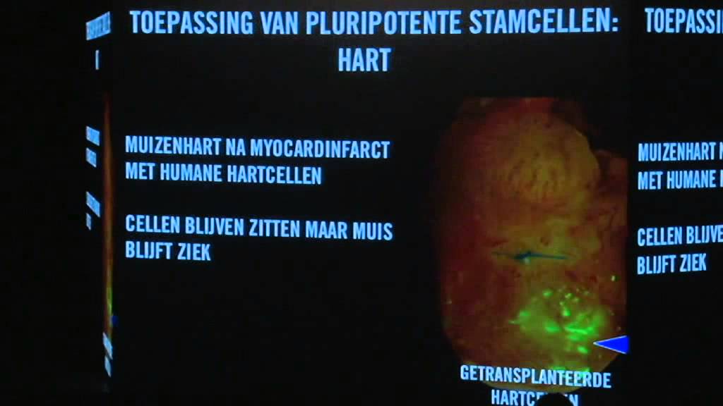 Hartjes kweken uit stamcellen - Christine Mummery (Lowlands University 2013)