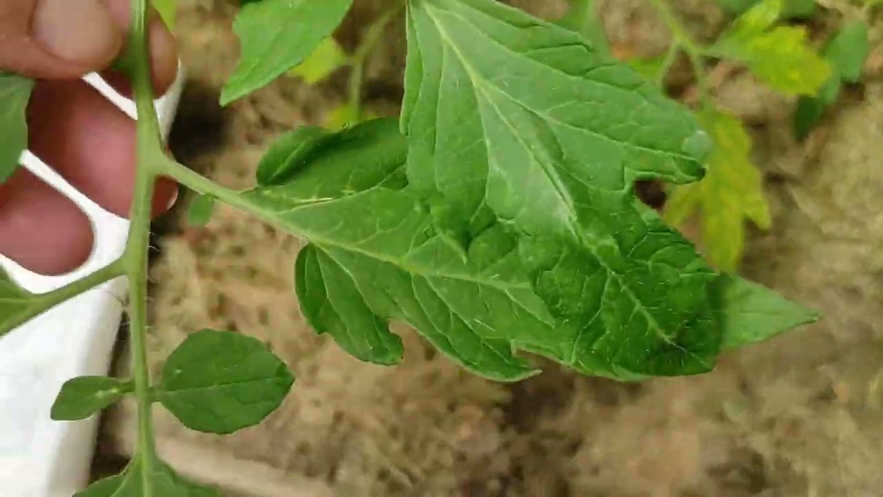 Tomaten/Stickstoff Mangel/Ausgeizen detailliert/nach Plan einpflanzen, ohne Schilder.
