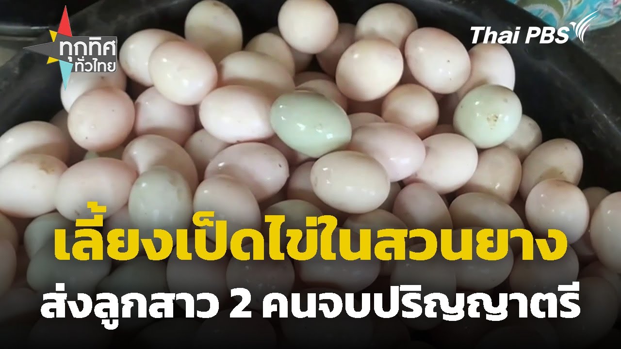 เลี้ยงเป็ดไข่ในสวนยาง จ.ตรัง ส่งลูกสาว 2 คนจบปริญญาตรี | ทุกทิศทั่วไทย | 26 พ.ค. 68