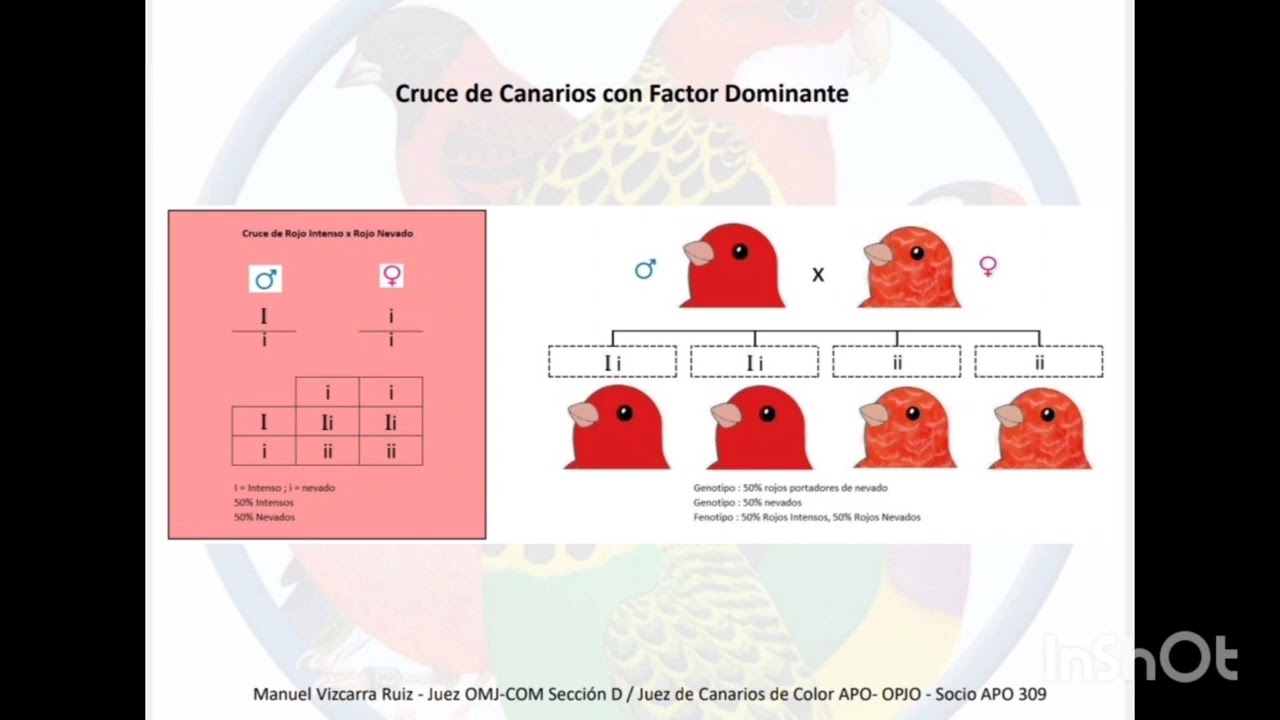 ¿Cruce de canario intenso por nevado? ¿Que obtengo? acá te lo explico.
