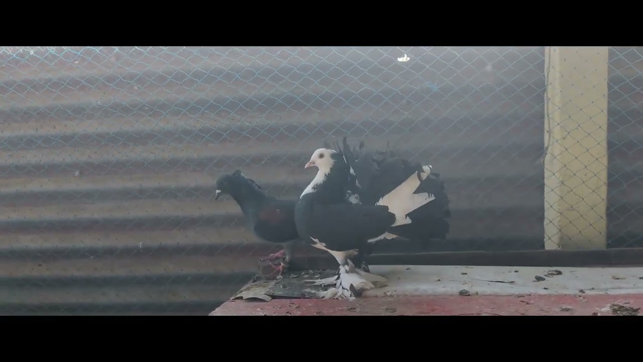 pigeon best video YouTube best video pigeon 🐦