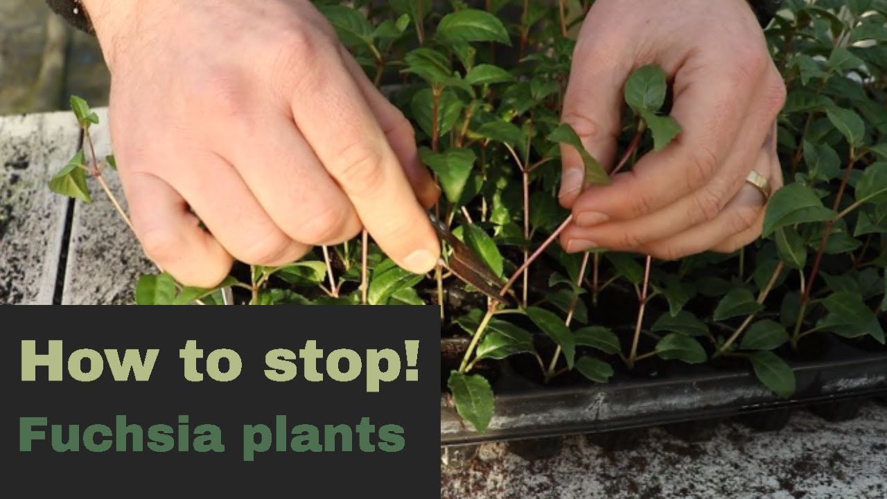 EP148 Five Minute Friday, How to stop Fuchsia plants.