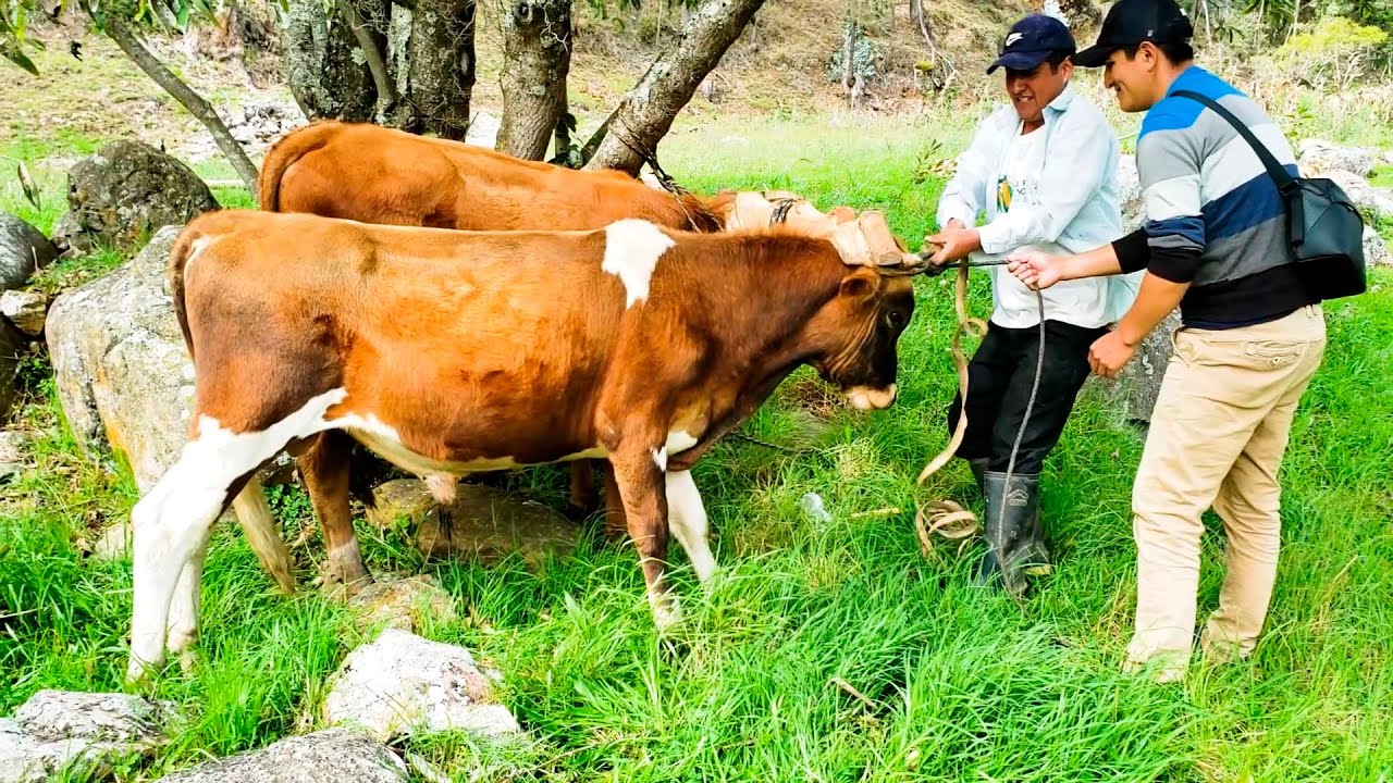 AMANSANDO TOROS POR PRIMERA VEZ (Su primer trabajo)