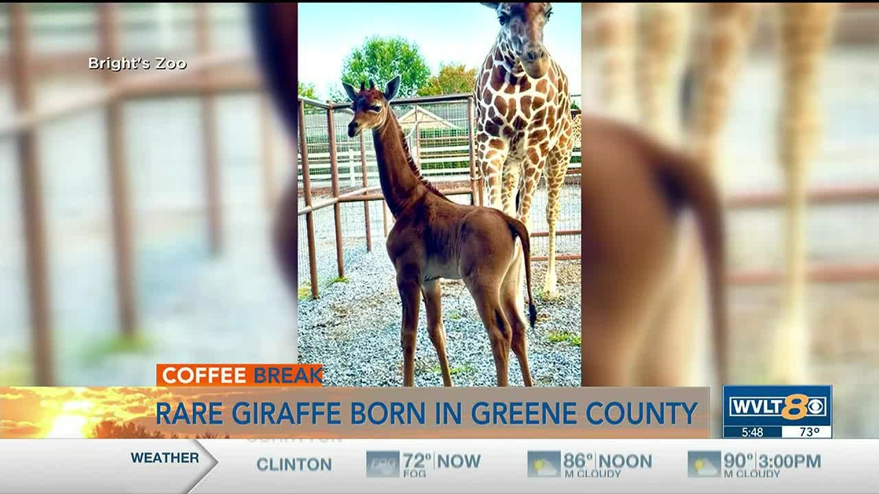 Tennessee zoo welcomes rare spotless giraffe