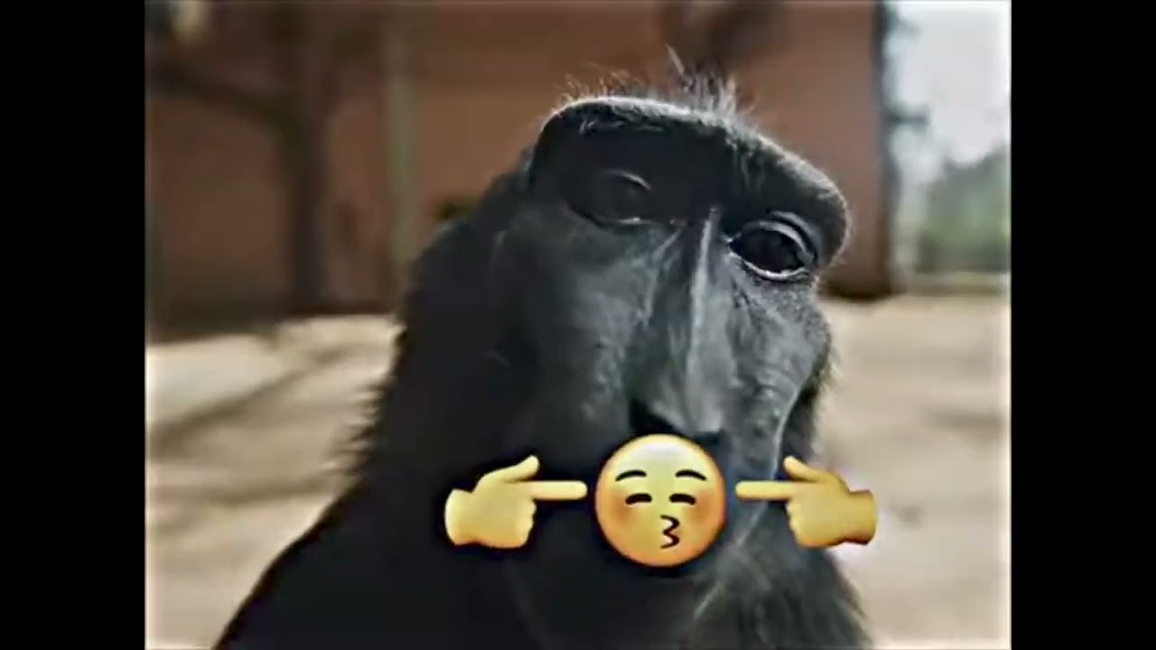 GIGA MONKEY V12