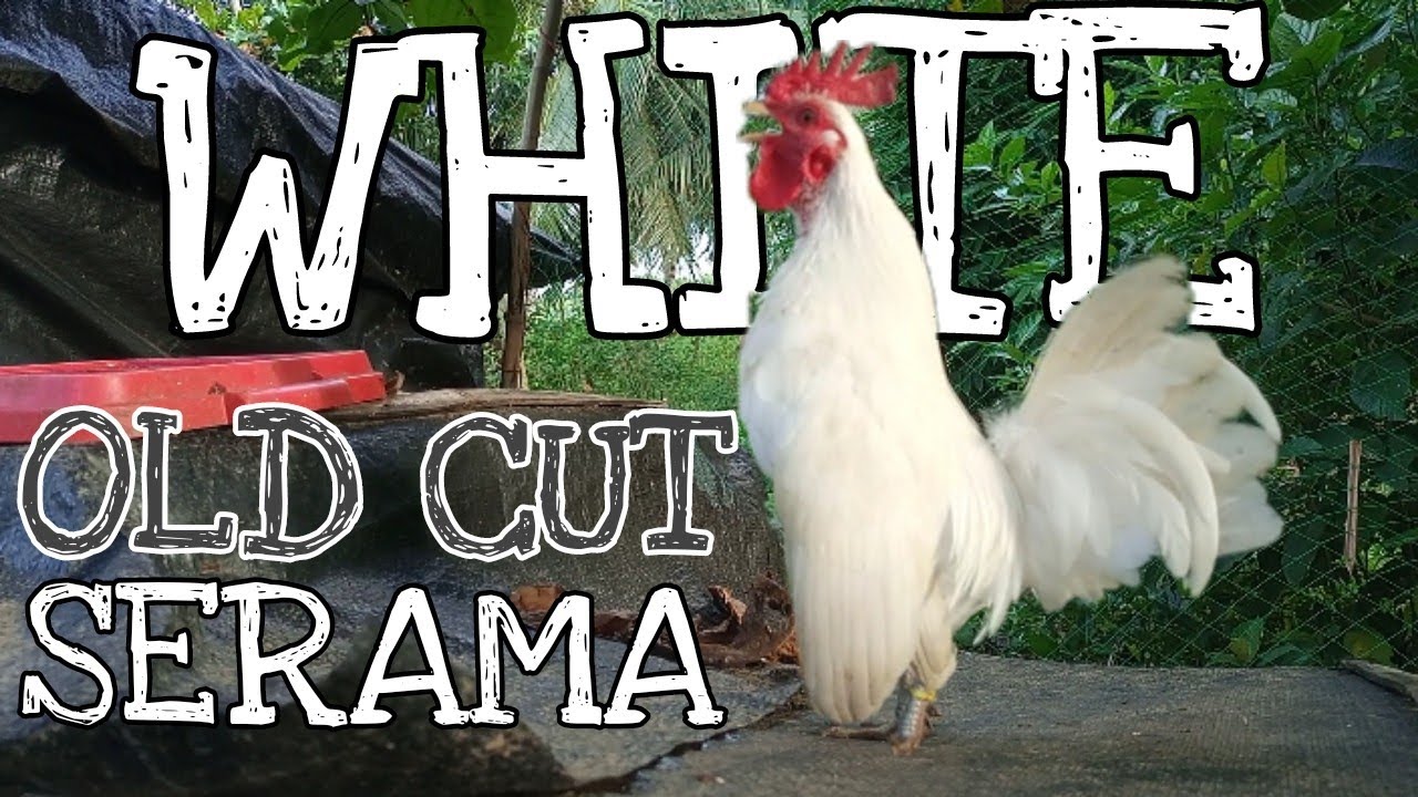 WHITE OLD CUT SERAMA BANTAM