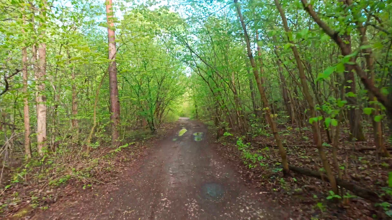 Утреняя пробежка. Morning run in the forest