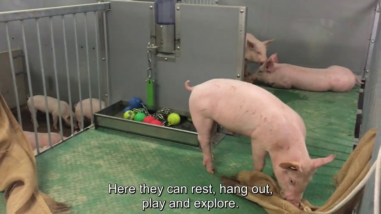 Plateau voor varkens VIC Sterksel (Varkensinnovatiecentrum)