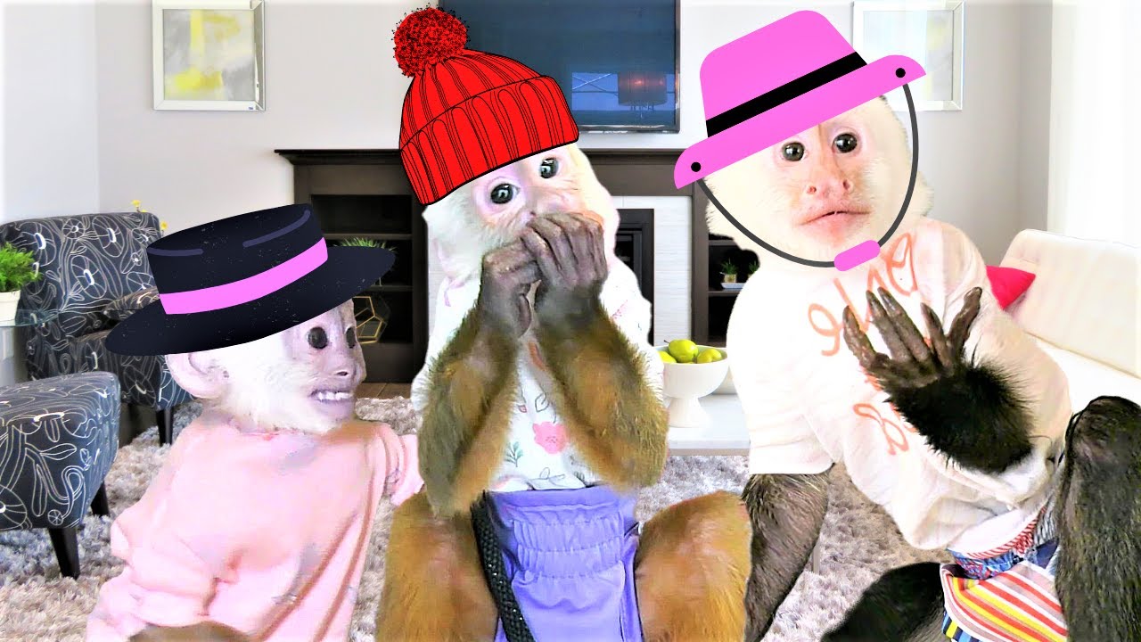 Q&A With Baby Monkeys Gracie and Ava | Capuchin Monkey | Cinnamon Capuchin
