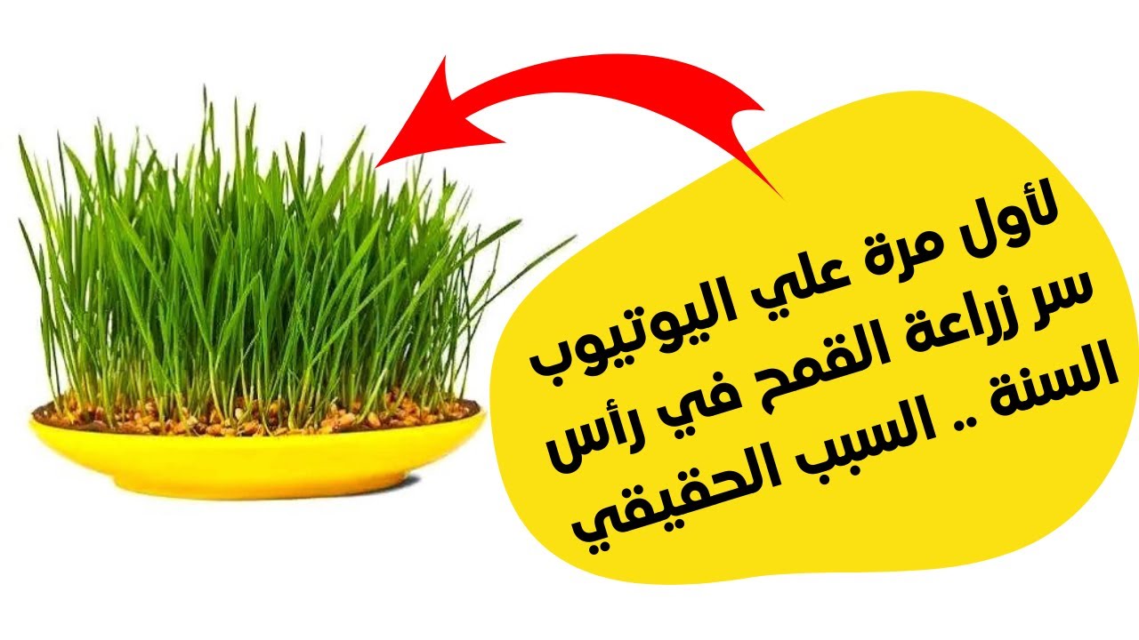 لأول مرة ع اليوتيوب سر زراعة القمح في رأس السنة السبب الحقيقي لزراعة القمح ف رأس السنة #خالة_ام_صليب