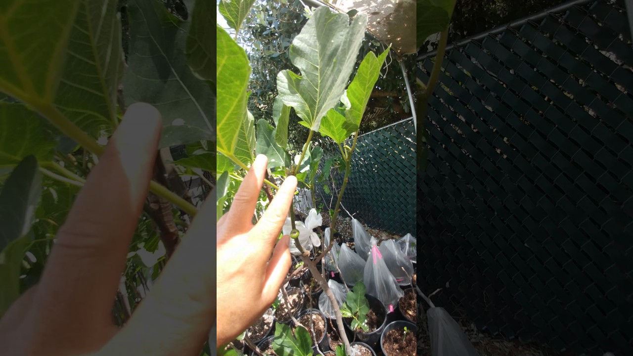 Fig tree Air Layering and Pinching the tips