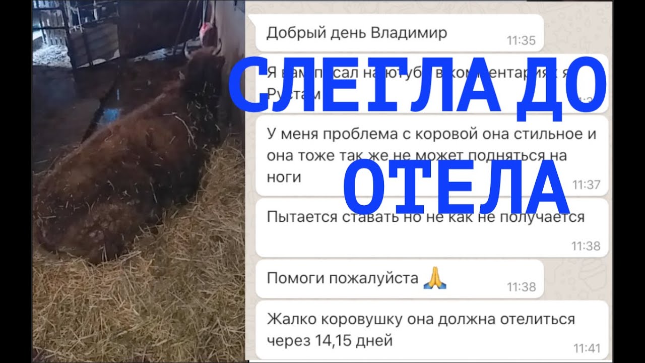 ПАРЕЗ ДО ОТЕЛА: КАК ЛЕЧИЛ КОРОВУ