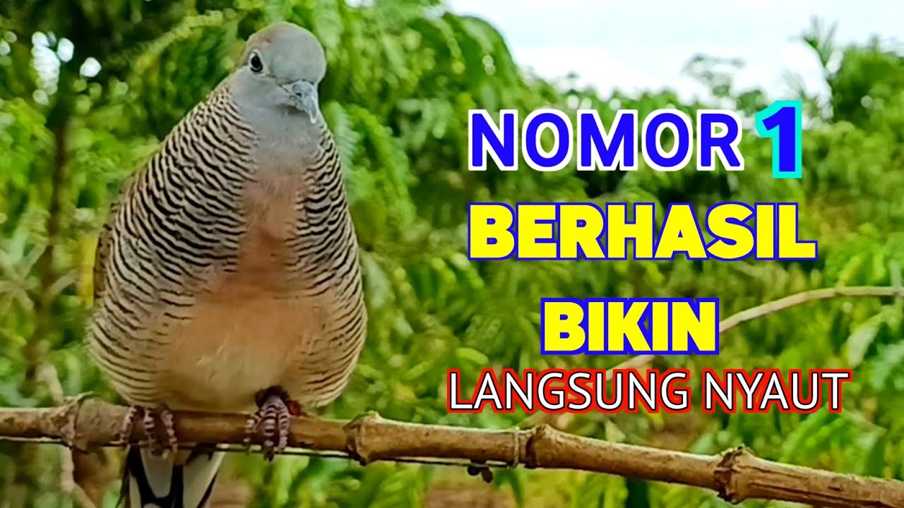 Suara Burung Perkutut Pikat Gacor Bikin Semua Perkutut Langsung Nyaut