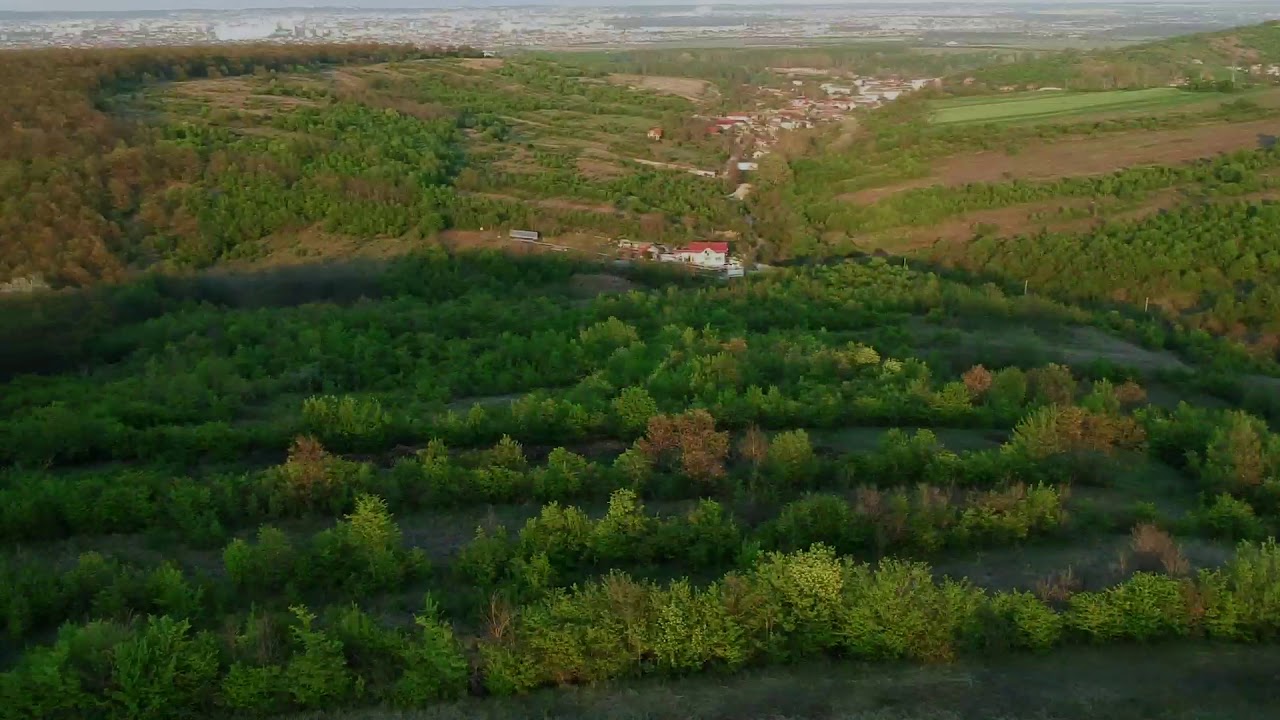 Padurea Bucovat, de langa Craiova, Dolj, vazuta din drona