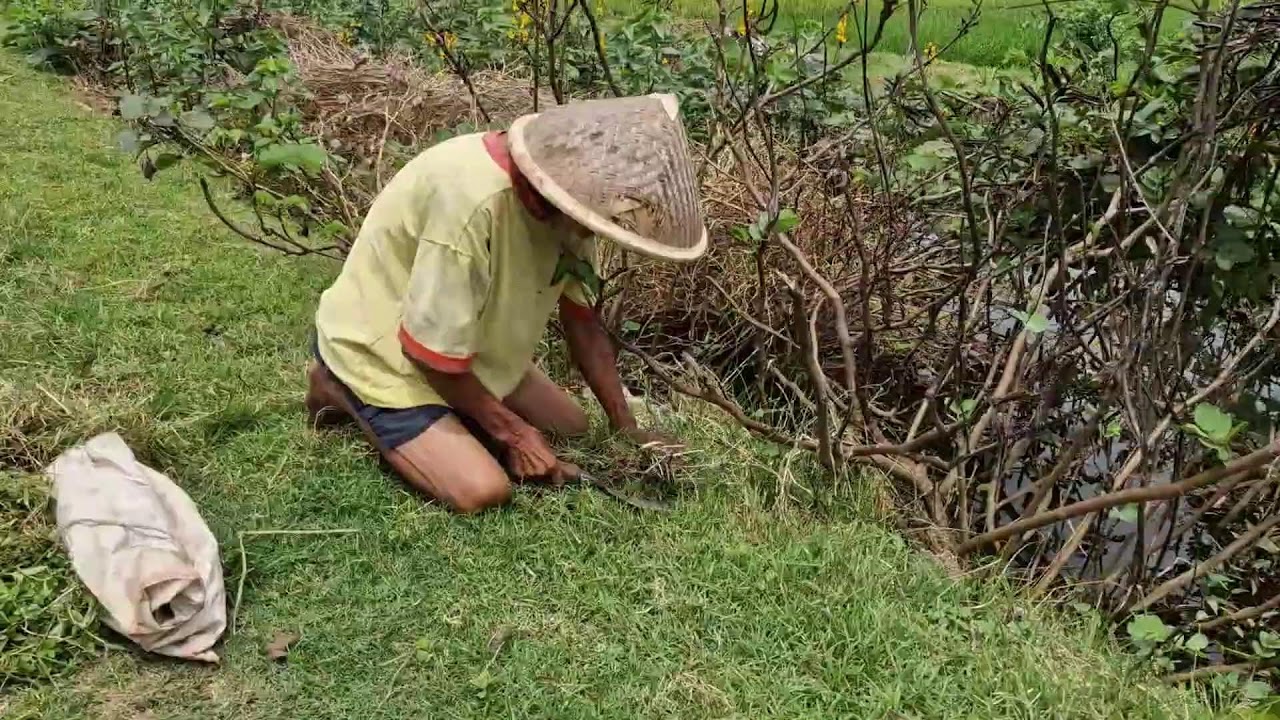 WATCH THIS SMART METHOD USING A SUPER SHARP TOOL FOR FAST GRASS CUTTING - Agriculture Farming