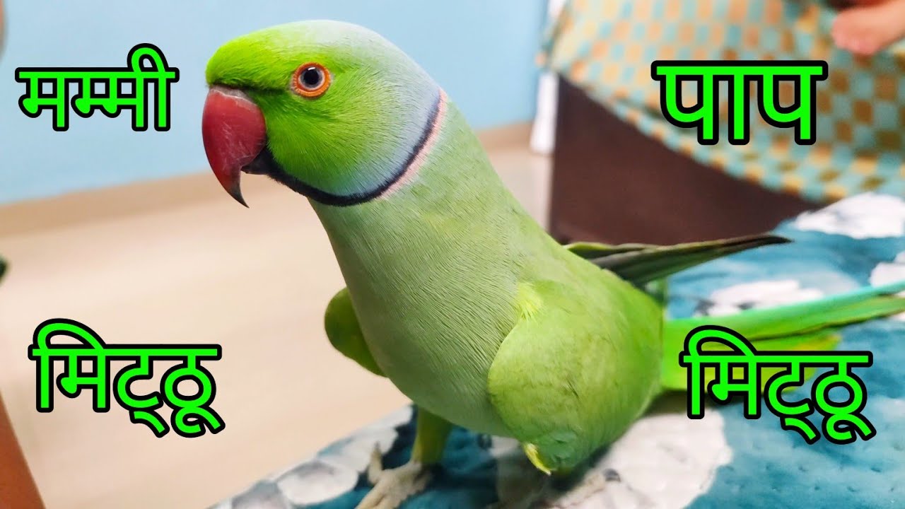 Parrot टॉकिंग ❤ Mummy Papa Mitthu Ko रोटी दो 😂 | Mummy Papa bolne wala tota |Mitthu Mitthu