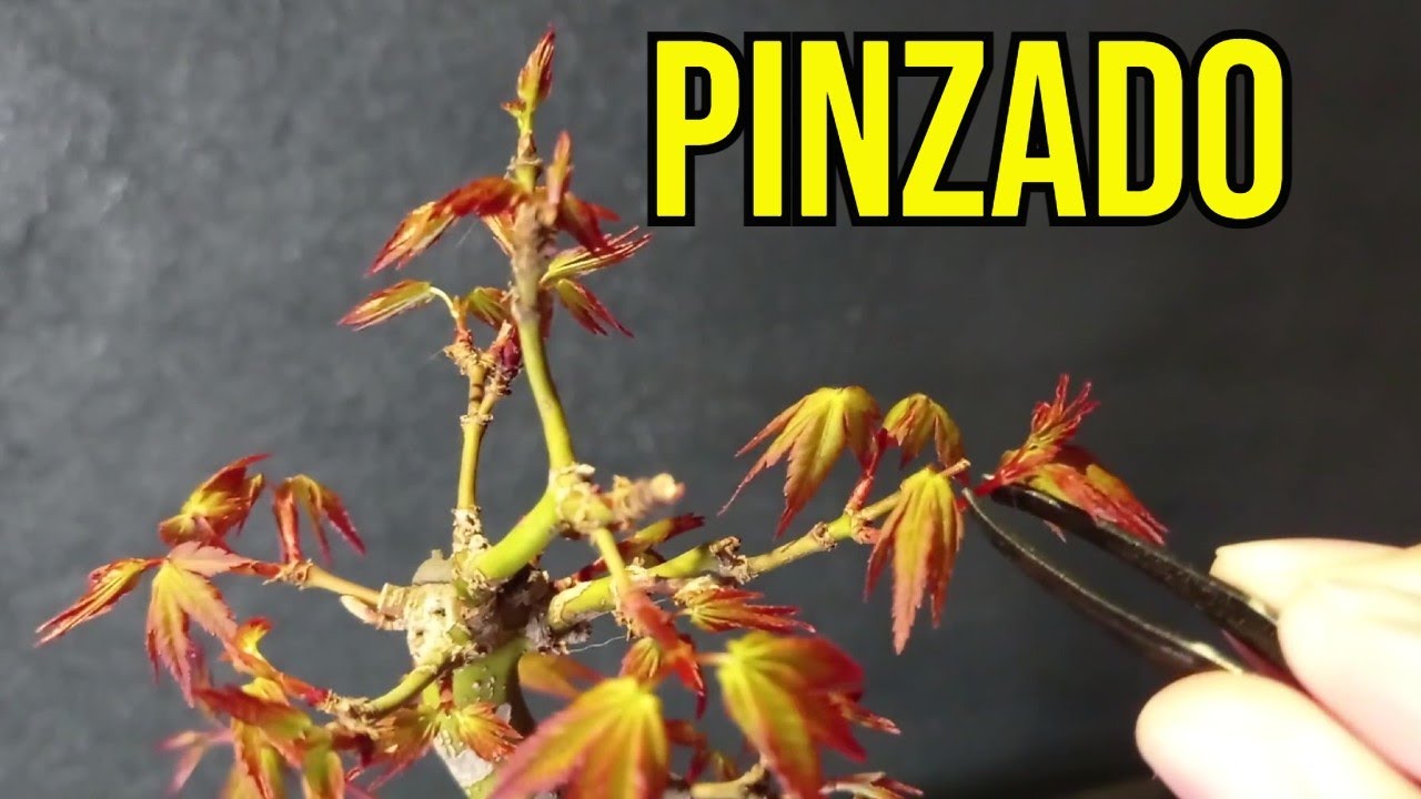 TRABAJANDO ACER PALMATUM YAMAMOMIJI