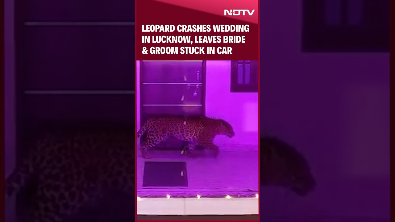 Leopard In Lucknow Wedding | Bride And Groom Stuck In Car For Hours After Leopard Crashes Wedding