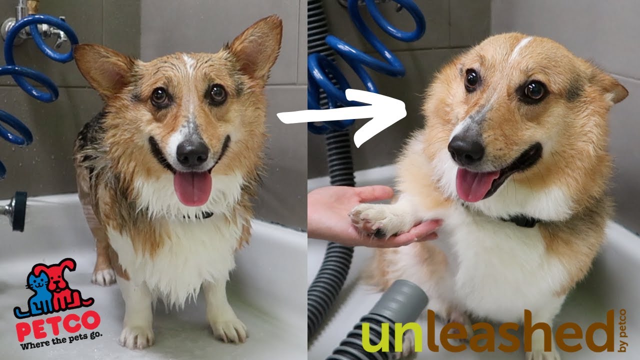 UNLEASHED BY PETCO SELF-SERVICE DOG WASH | Vlog & Review