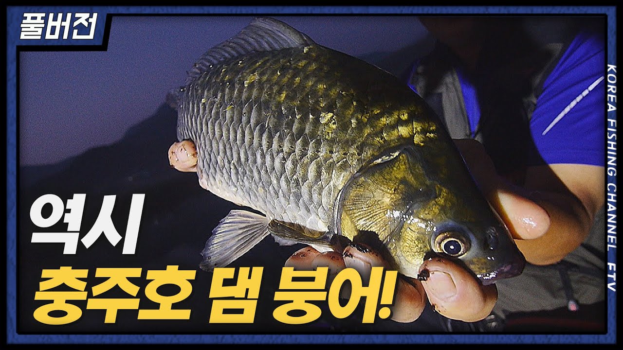 역시 충주호... 그 이름에 맞게 붕어들은 꾼을 맞이한다!