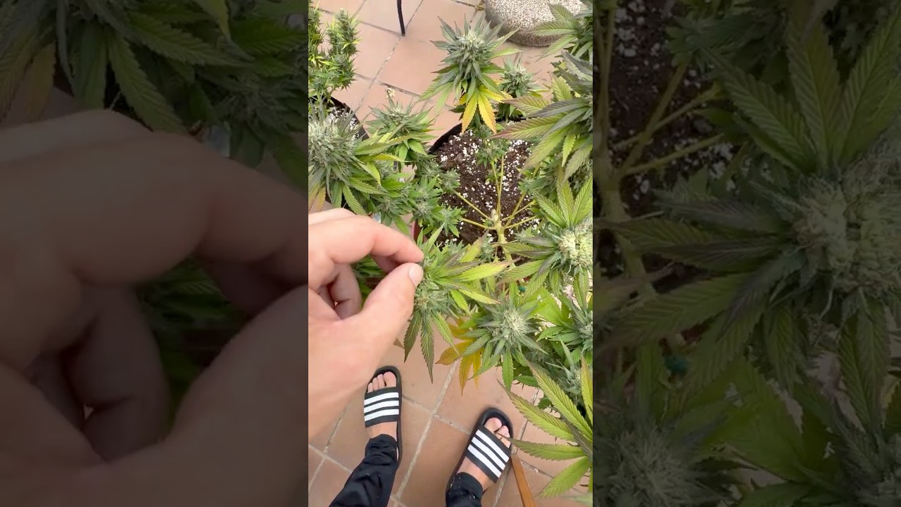 Гусеницы атаковали шишки 🌿 Моя ошибка при выращивании &mdash; не повторяйте её!
