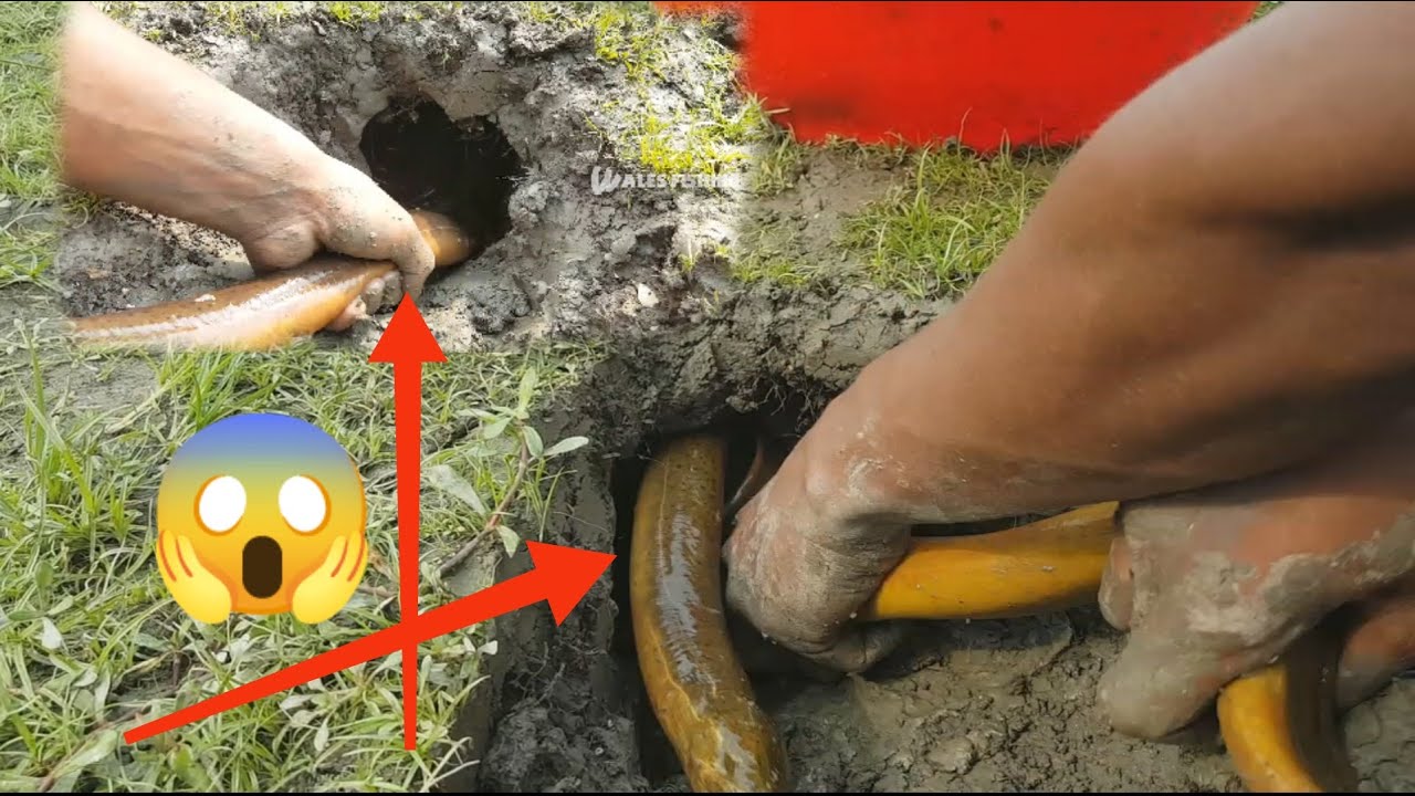 Best fishing technique Crazy boy catching Eel fish digging soil Yellow monster catching videos